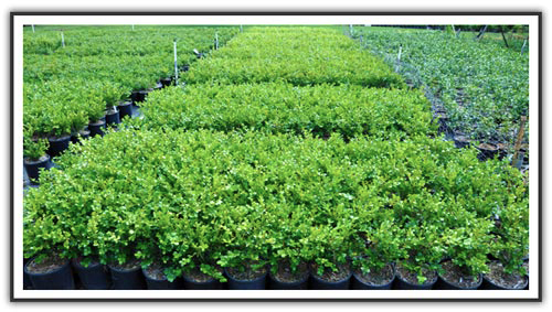 Buxus | Box Hedge | Plants | 140mm | 200mm