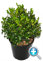 Buxus Microphylla Japonica - Japanese Box Hedge