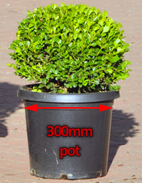 Buxus Microphylla Japonica - Japanese Box Hedge (300mm)